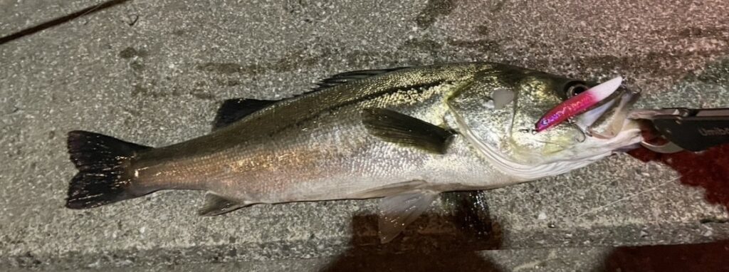 ちょっと変わった釣り方で釣ったグッドコンディションなシーバス